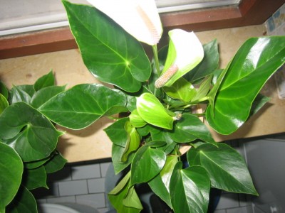 Bild 004.jpg