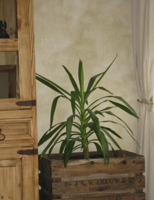 Wohnzimmer kiste.JPG