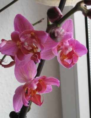 Orchideeee.JPG