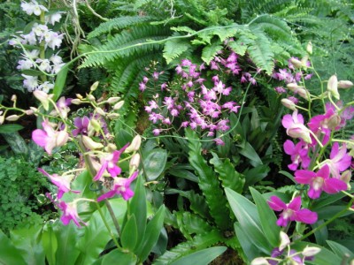 dendrobium was noch.JPG