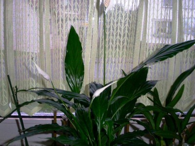 PICT0070.JPG