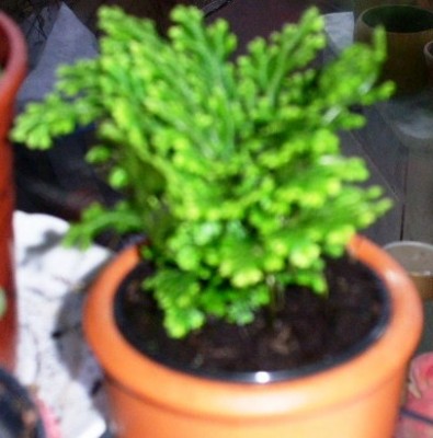 PICT0078.JPG