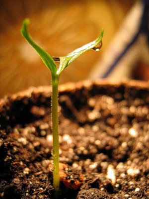01.Februar...aufgehende Chilli.JPG