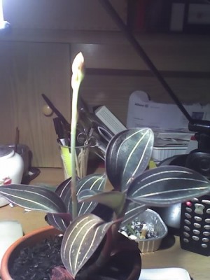 10-12-07_Ludisia discolor.jpg
