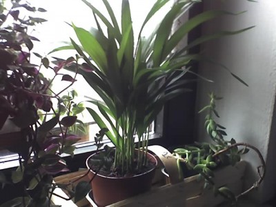 01-02-08_Palme.jpg