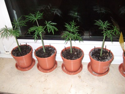 Babys im Januar1.jpg