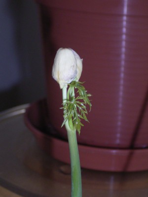Jatropha Aussaat 01 (8).JPG