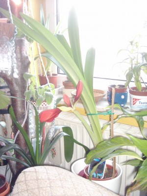 Amaryllis 3. Blüte am 02.02..JPG