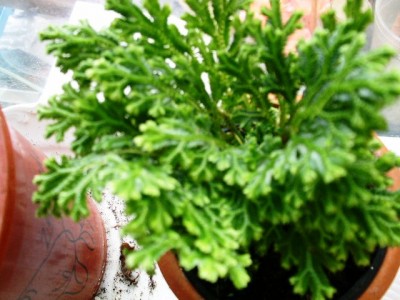PICT0083.JPG