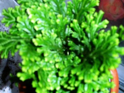 PICT0079.JPG