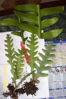 Green_1110.JPG