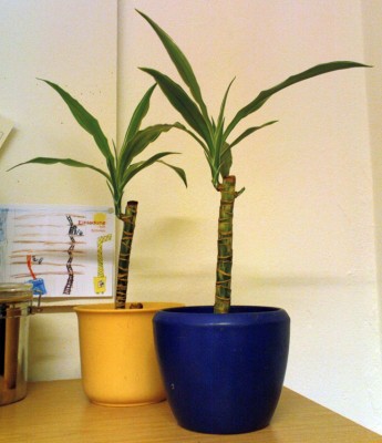 dracaena deremensis 24-01-2008 büro.jpg