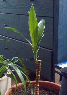 dracaena deremensis stumpf.JPG
