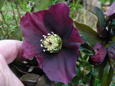 H. Einzelblüte + angefressene Knospe.jpg
