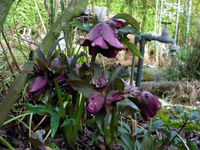 dunkelrote H. orientalis.jpg