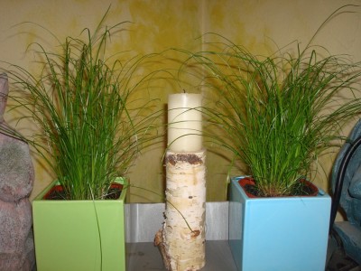 evtl katzengras.jpg