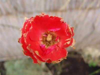 DSC04300.JPG