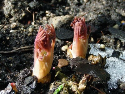 Tränendes Herz kommt.jpg