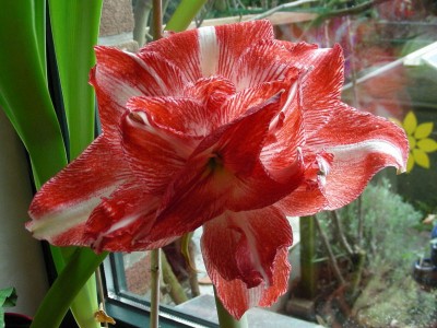 die gefüllte Ama.jpg