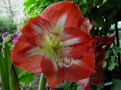 noch eine Amarillys.jpg