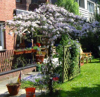 clematis1.jpg