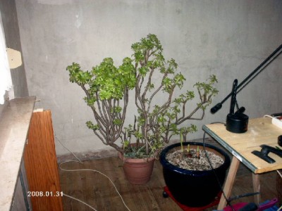 aeonium grün.jpg