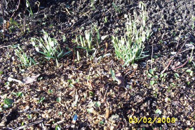 Green2_1179.JPG