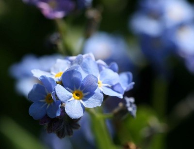 vergissmeinnicht.jpg