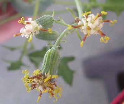 Galerie 1860 uzp.jpg