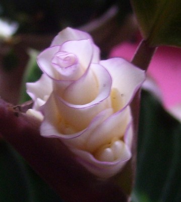 Galerie 1967 hzj.jpg