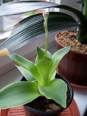 Safira mit Blüte.jpg