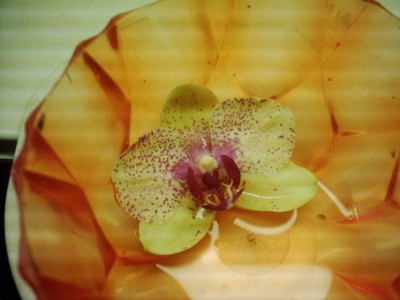 Orchiblüte.JPG