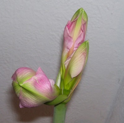 Galerie 1981 käü.jpg