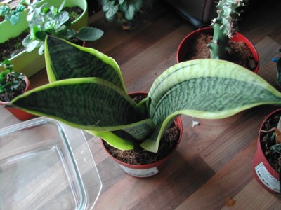 unbekannte Pflanze 2.jpg