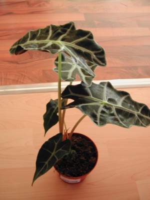 unbekannte Pflanze nochmal.JPG