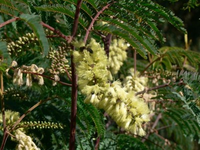 Horst's Pflanzen 021.jpg