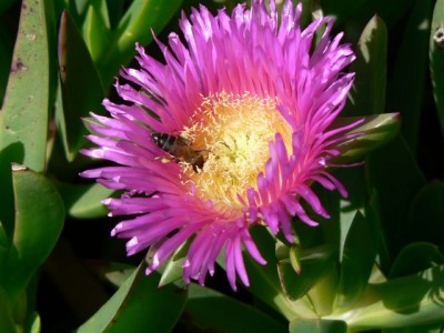 Horst's Pflanzen 019.jpg