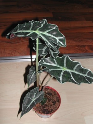 unbekannte Pflanze.JPG