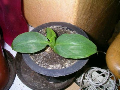 SANY0009.JPG