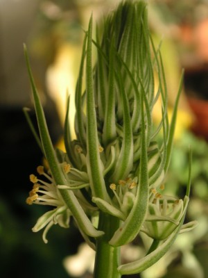 Gewächshaus 5.2.08 033.JPG