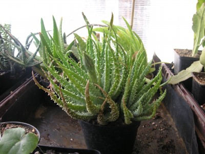 Gewächshaus 5.2.08 021.JPG