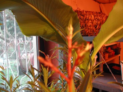 oleander und banane.jpg