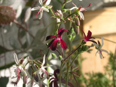 Gewächshaus 5.2.08 027.JPG