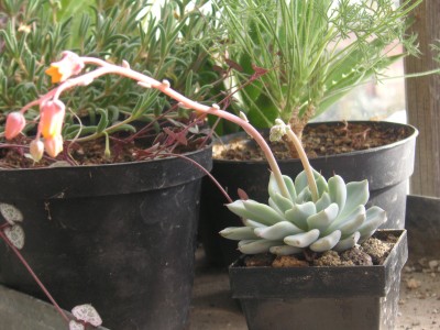 Gewächshaus 5.2.08 004.JPG