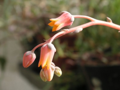 Gewächshaus 5.2.08 001.JPG