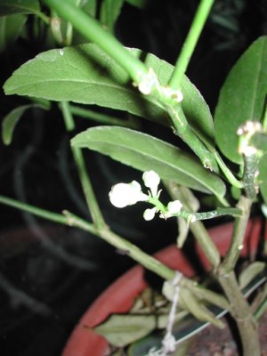 zitronenblüte 2.JPG