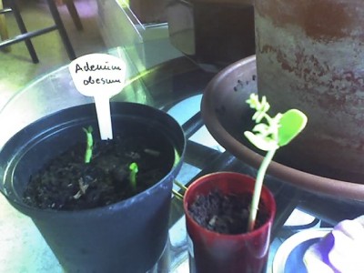 05-02-08_Adenium u. Pfauenstrauch.jpg