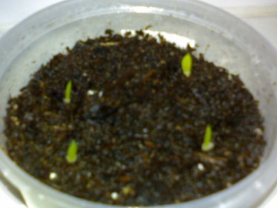 Hirschzunge (Gasteria verrucosa).JPG