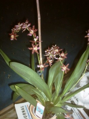 Orchidee 002.jpg