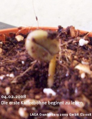 2008_02_04_Coffea arabica nana.jpg